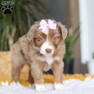 Oz, Miniature Australian Shepherd Puppy